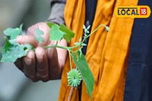 মাত্র সাত দিনের মধ্যেই চিরতরে বিদায় নেবে অর্শ ! শুধু সেবন করতে হবে এই পাতার রস