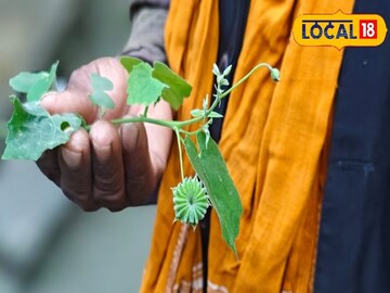 মাত্র সাত দিনের মধ্যেই চিরতরে বিদায় নেবে অর্শ ! শুধু সেবন করতে হবে এই পাতার রস