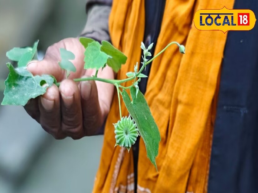 রোগীর বাবা এবং কাকা ডাক্তার হওয়া সত্ত্বেও সমস্যার সমাধান করতে পারেননি। বৈদ্যরাজ দশরথ নেতামের খ্যাতি শুনে রোগী এবং তার পুরো পরিবার কাঁকর থেকে নগরী কোটেশ্বর ধামে এসে বৈদ্যরাজের সঙ্গে দেখা করেন।