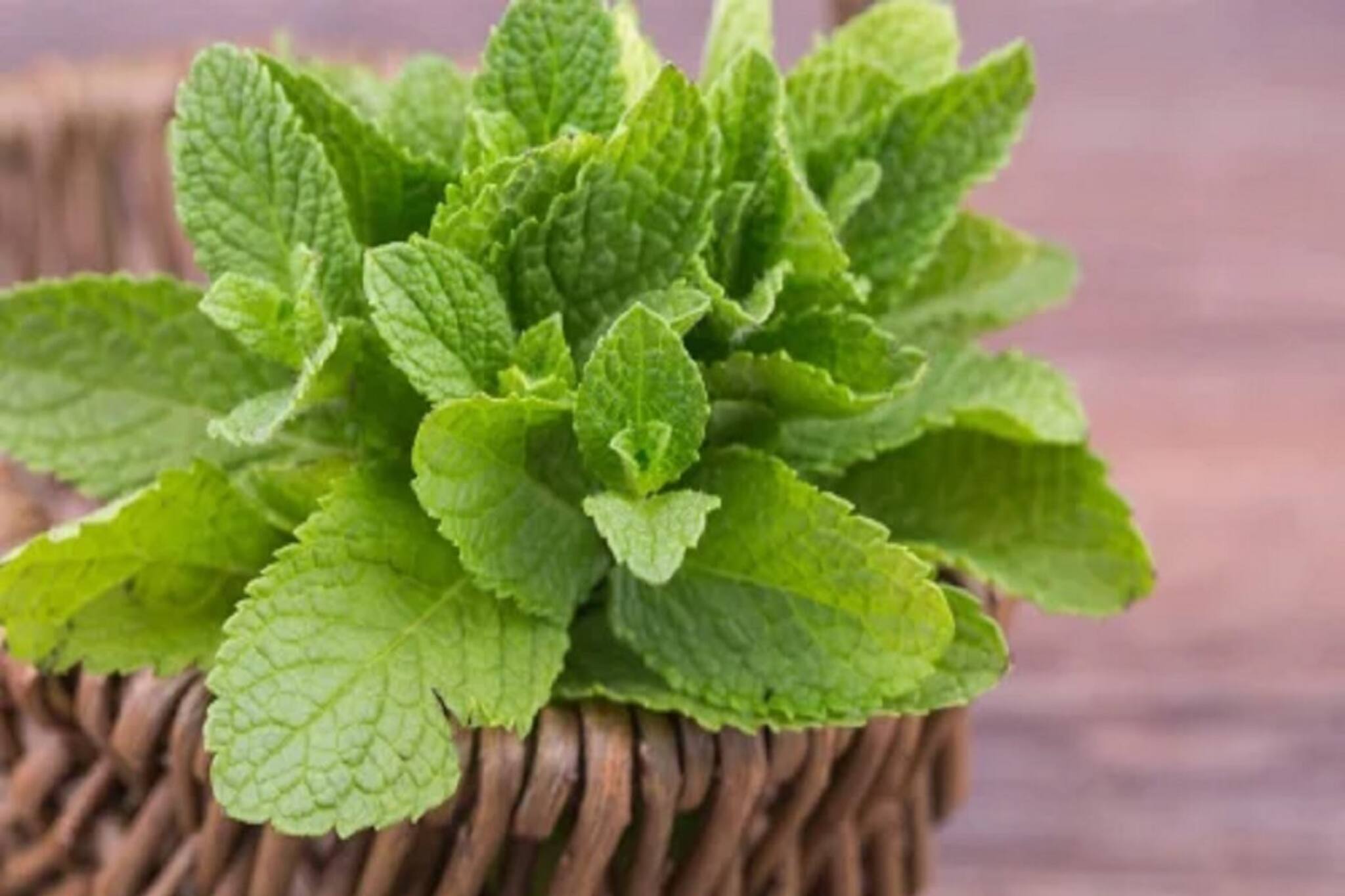 ঘরে যে কোনও পাত্রেই বাড়ে এই গাছ, চোঁয়া ঢেকুর-বদহজম থেকে ক্যানসার সবের যম! জানুন