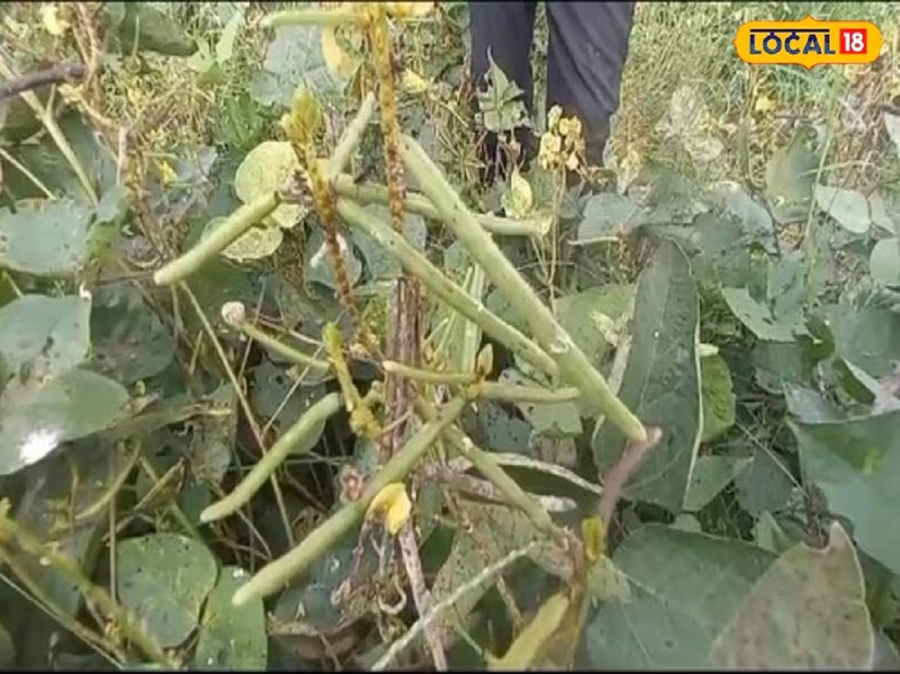 সেই ডাল চাষেও রাসায়নিক যে ব্যবহার করা হয়ে থাকে না, এমনটা নয়। যদিও বাগপতের এক কৃষক মানুষকে রোগ থেকে দূরে রাখার চেষ্টা করছেন। মানুষের রোগ প্রতিরোধ ক্ষমতা কমে যাওয়া এখন সকল রোগের প্রধান কারণ হয়ে দাঁড়িয়েছে। এমন পরিস্থিতিতে, আমাদের রোগ প্রতিরোধ ক্ষমতা বাড়ানো এবং নিজেকে সুস্থ রাখা একটি বড় চ্যালেঞ্জ হয়ে দাঁড়িয়েছে। 
