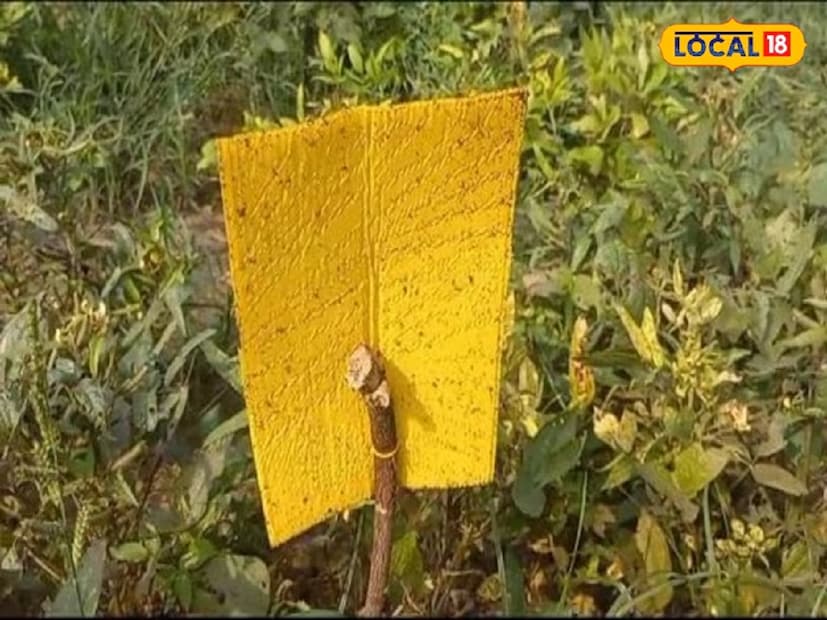 বড়গাঁয়ের বাসিন্দা নরেন্দ্র ত্যাগী মানুষের কমে যাওয়া রোগ প্রতিরোধ ক্ষমতা বাড়াতে প্রাকৃতিক উপায়ে ডাল চাষ শুরু করেছেন। তিনি জানিয়েছেন যে, করোনার সময় মানুষের রোগ প্রতিরোধ ক্ষমতা ক্রমাগত কমে যাওয়ায় অনেককেই রোগে আক্রান্ত হতে হয়েছে। তিনি লোকাল 18-কে জানিয়েছেন যে, এর কারণে মানুষের রোগ প্রতিরোধ ক্ষমতা কমে যাচ্ছে। যার মানে এখন কোনও রোগ নিরাময় করা যাচ্ছে না।
