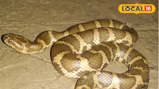 ৬৯ বছর পর বিলুপ্ত প্রজাতির সাপের দেখা মিল উত্তর প্রদেশে! ৬৯ বছর পর বিলুপ্ত প্রজাতির সাপের দেখা মিল উত্তর প্রদেশে!