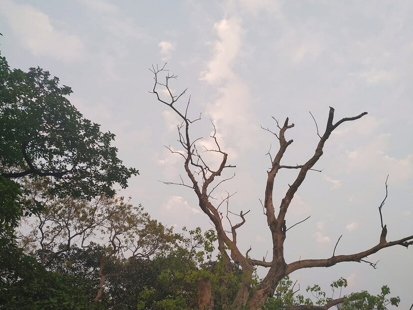 কলকাতায় আজ, সোমবার সর্বনিম্ন তাপমাত্রা ২৪.৮ ডিগ্রি সেলসিয়াস। যা স্বাভাবিক তাপমাত্রার থেকে ২.৬ ডিগ্রি সেলসিয়াস বেশি। গতকাল, রবিবার দিনের সর্বোচ্চ তাপমাত্রা ছিল ৩১.২ ডিগ্রি সেলসিয়াস। যা স্বাভাবিকের তুলনায় ০.১ ডিগ্রি সেলসিয়াস বেশি। বাতাসে জলীয় বাষ্পের পরিমাণ বা আপেক্ষিক আর্দ্রতা ৫৮ থেকে ৯৩ শতাংশ। আগামী ২৪ ঘণ্টায় শহরের তাপমাত্রা থাকবে ২৩ ডিগ্রি থেকে ৩১ ডিগ্রি সেলসিয়াসের মধ্যে।