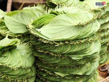 একটি পান পাতায় দূর হবে সুগার-কোলেস্টেরল...! শুধু খেতে হবে এই নিয়ম মেনেই