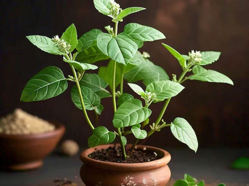 শারীরিক শক্তি বৃদ্ধি: আয়ুর্বেদ অনুযায়ী, নিয়মিত অশ্বগন্ধার সেবন শরীরের শক্তি বৃদ্ধি করে এবং স্ট্যামিনা বৃদ্ধিতে সহায়ক।