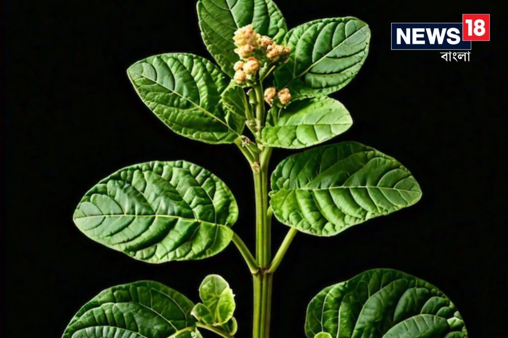 এই সবুজ পাতার মাধ্যমে পুরুষরা পাবেন শক্তি, মানসিক চাপও হবে বিদায়! জানুন