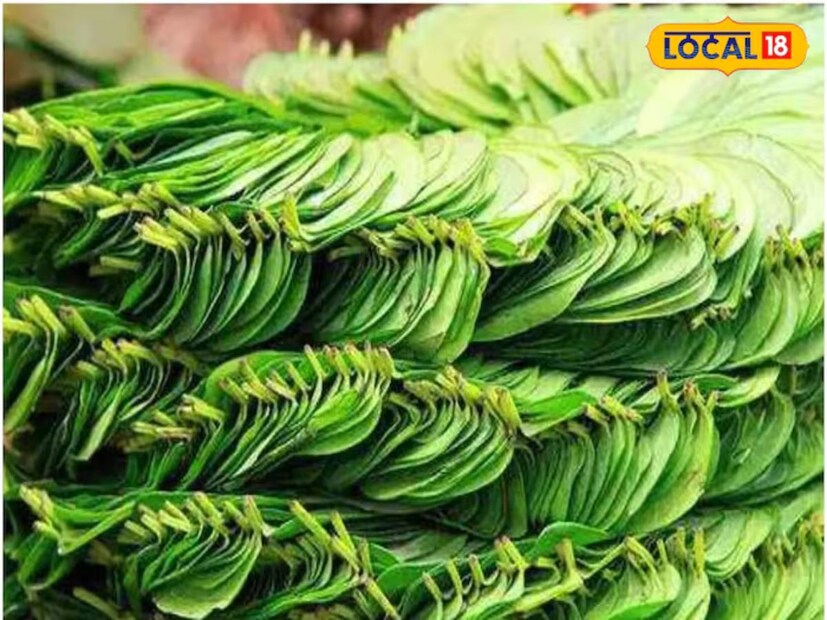 সর্দি, কাশির সমস্যা বা কফের ক্ষেত্রে পান পাতার ক্বাথ খুবই কার্যকরী হতে পারে।