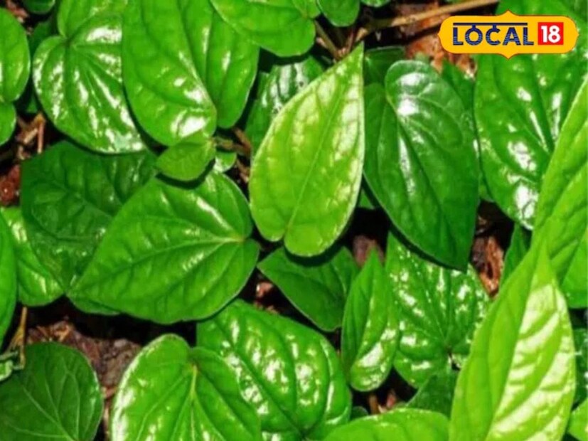 পান পাতা প্রচুর পুষ্টিকর উপাদানে সমৃদ্ধ, যার কারণে এটি শরীরের অনেক রোগের চিকিৎসায় উপকারি।