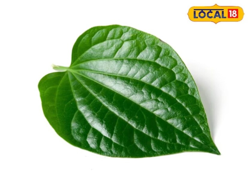 পান পাতার মধ্যে প্রোটিন, ফ্যাট, খনিজ, ফাইবার, কার্বোহাইড্রেট, পটাসিয়াম, ক্যালসিয়াম, ভিটামিন C এবং অন্যান্য পুষ্টি উপাদান রয়েছে, যা আমাদের অনেক রোগ থেকে রক্ষা করে।