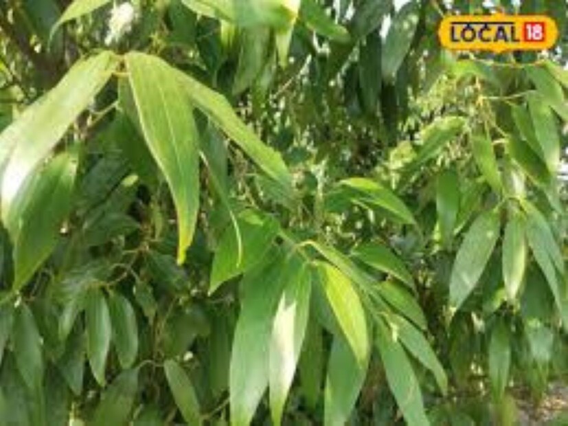 বিশেষ পরামর্শ: তেজপাতার প্রকৃতি উষ্ণ হওয়ায় শীতকালে এটি বিশেষভাবে কার্যকর। তবে, এটি ব্যবহারের আগে ডাক্তারের পরামর্শ নেওয়া উচিত।
