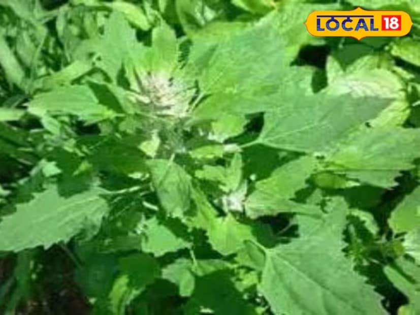 বথুয়া: এটি ফাইবার, ভিটামিন এ, ক্যালসিয়াম এবং আয়রনে পরিপূর্ণ। এটি হজম ক্ষমতা উন্নত করে এবং ত্বকের জন্যও উপকারী। বথুয়ার পরাঠা, রুটি বা রাইতা শীতে খাওয়ার জন্য একটি ভালো অপশন। এটি এক ধরনের আগাছা।