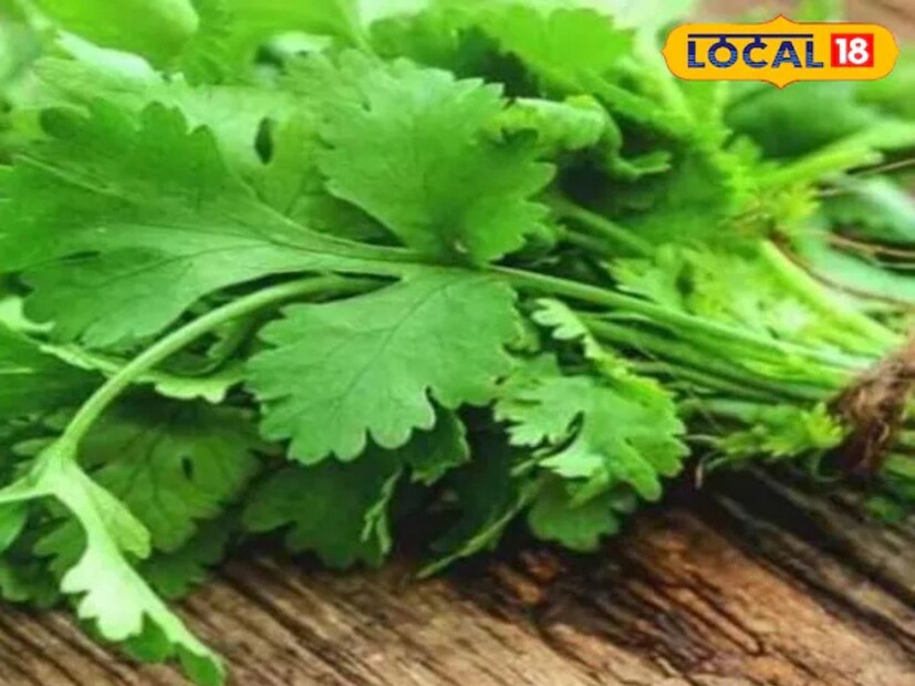 ধনে পাতা: হরা ধনিয়া খেতে স্বাদ এবং সুগন্ধ বাড়ানোর পাশাপাশি অ্যান্টিঅক্সিডেন্ট এবং ভিটামিন সি-তে পরিপূর্ণ। এটি শীতে ইমিউনিটি বাড়াতে এবং শরীরকে গরম রাখতে সাহায্য করে। ধনিয়া ব্যবহার করতে পারেন চাটনি, স্যুপ এবং স্যালাডে।