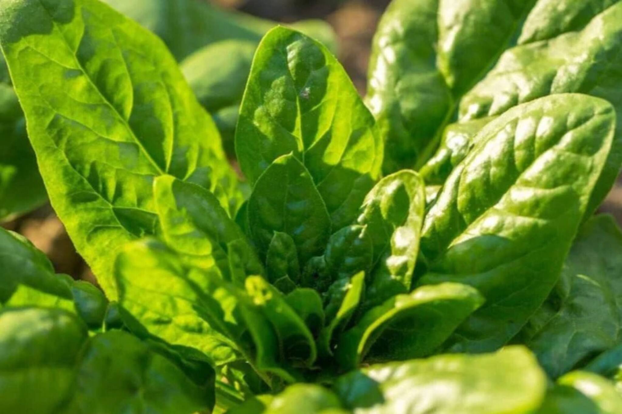 ইউরিক অ্যাসিডের মাত্রা বেশি হলে কি পালং শাক খাওয়া যাবে? বিশেষজ্ঞের পরামর্শ জানুন