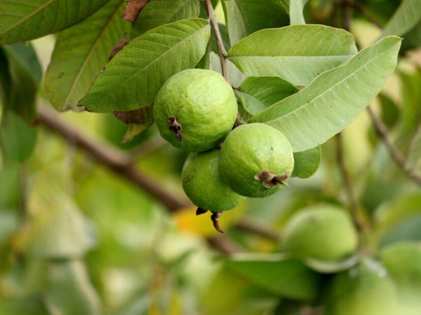 Disclaimer: এই খবরের মধ্যে দেওয়া ওষুধ/স্বাস্থ্য সম্পর্কিত পরামর্শ বিশেষজ্ঞদের সঙ্গে আলোচনা করে প্রাপ্ত। এটি সাধারণ তথ্য এবং ব্যক্তিগত পরামর্শ নয়। তাই ডাক্তারের পরামর্শ ছাড়া কোনও কিছু ব্যবহার না করার জন্য অনুরোধ করা হচ্ছে। নিউজ18 বাংলা কোনও ব্যবহারে ক্ষতির জন্য দায়ী থাকবে না।