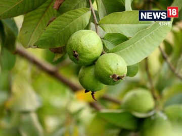 খুশকি গায়েব! অকাল চুল পড়া একেবারে বন্ধ! টাকের ট-ও হবে না, শুধু এই গাছের পাতা কাজে লাগান