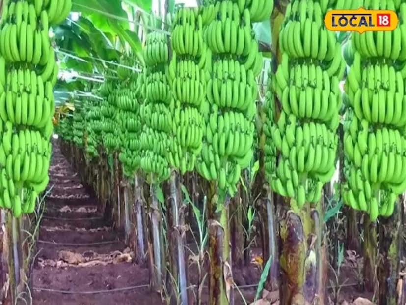 এটি গরম জল বা দুধের সঙ্গে মিশিয়ে শিশুকে পরিবেশন করতে পারেন। এছাড়াও, এই গুঁড়োটি পকোড়া বা অন্যান্য রান্নার জন্যও ব্যবহার করা যেতে পারে। কাঁচা কলা দিয়ে তৈরি বেবি ফুড শুধু পুষ্টিকরই নয়, বরং এটি বাড়িতে সহজে প্রস্তুত করা যায়। এটি শিশুদের জন্য স্বাস্থ্যকর এবং সুষম খাদ্যের একটি চমৎকার উৎস।