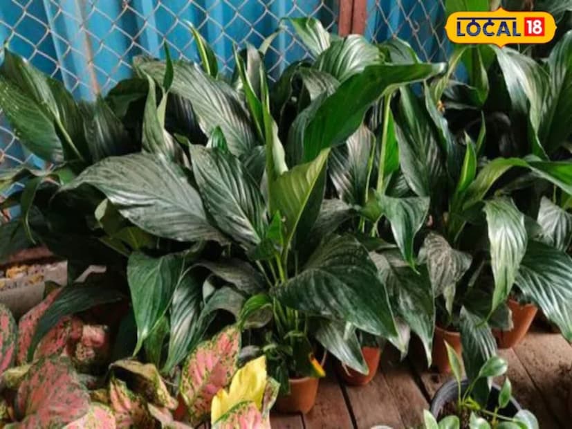 সবচেয়ে গুরুত্বপূর্ণ বিষয় হল, আপনাকে এই গাছ কিনতে লাখ লাখ টাকা খরচ করতে হবে না। যখন দ্বারকা সেক্টর 22 এর করতার নার্সারির মালিক অঞ্জুল জানিয়েছেন যে, এগুলি এয়ার পিউরিফায়ার হিসেবে কাজ করে। কিছু বিশেষ গাছ যেমন অ্যালোভার, স্পাইডার প্ল্যান্ট, স্নেক প্ল্যান্ট, চাইনিজ এভারগ্রীন, এরেকা পাম, মানি প্ল্যান্ট, গার্বেরা ডেইজি, ক্রাইসান্থেমাম, পিস লিলি এবং রাবার প্ল্যান্ট রয়েছে।