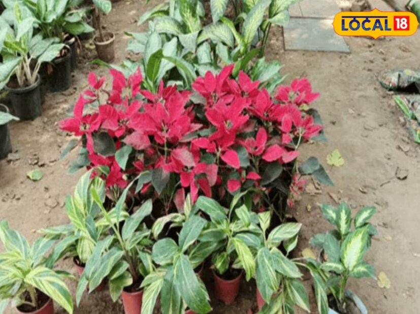 এই গাছগুলো লাগিয়ে আপনি তাজা বাতাসে শ্বাস নিতে পারেন, যা আপনাকে সুস্থ রাখবে। এই গাছগুলি দূষণের স্তর কমাতে সাহায্য করে। আপনি এগুলি পাত্রে রেখে বা বোতলে জল ভরেও লাগাতে পারেন।