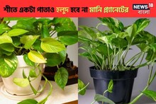 একটা পাতাও হলুদ হবে না,ঝোপের মতো হবে মানিপ্লান্ট!এই ম্যাজিক 'ফর্মুলা'তে বাজিমাত
