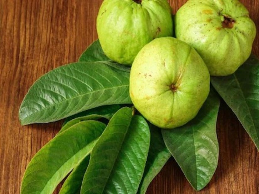 পেয়ারায় ফাইবার আছে বলে সাহায্য করে হজমে৷ গলে যায় শরীরের মেদ৷ মেটাবলিজমের হার বৃদ্ধি করে৷ নিয়ন্ত্রণে থাকে ওজন৷ যাঁরা ওজন কমাতে চাইছেন, তাঁরা পেয়ারা খেতে ভুলবেন না৷