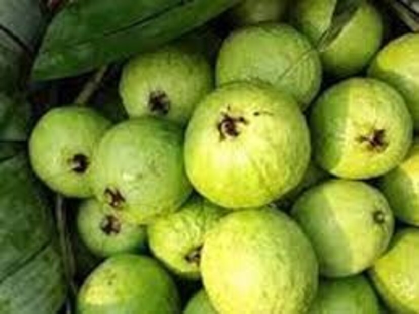 কিন্তু পেয়ারা মতো উপকারী ফল কি ব্লাড সুগারে খাওয়া যায়? নাকি পেয়ারা খেলে বেড়ে যায় ডায়াবেটিস? এই প্রশ্ন ভাবিয়ে তোলে ডায়াবেটিকদের৷ তাঁদের দ্বন্দ্ব দূর করেছেন পুষ্টিবিদ লভনীত বাত্রা৷