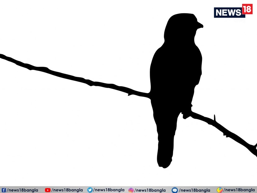 পৃথিবীতে অনেক প্রাণীই নিজেদের সন্তানদের যত্ন নেয় না৷ অনেক প্রাণী তো নিজের সন্তানকেই খেয়ে ফেলে৷ সেরকমই এক প্রজাতির পাখি রয়েছে, যারা নিজেদের সন্তানের মধ্যেই ভেদাভেদ করে৷ যার জেরে ছোট অবস্থাতেই মৃত্যু হয় ওই পাখির ছানাদের৷