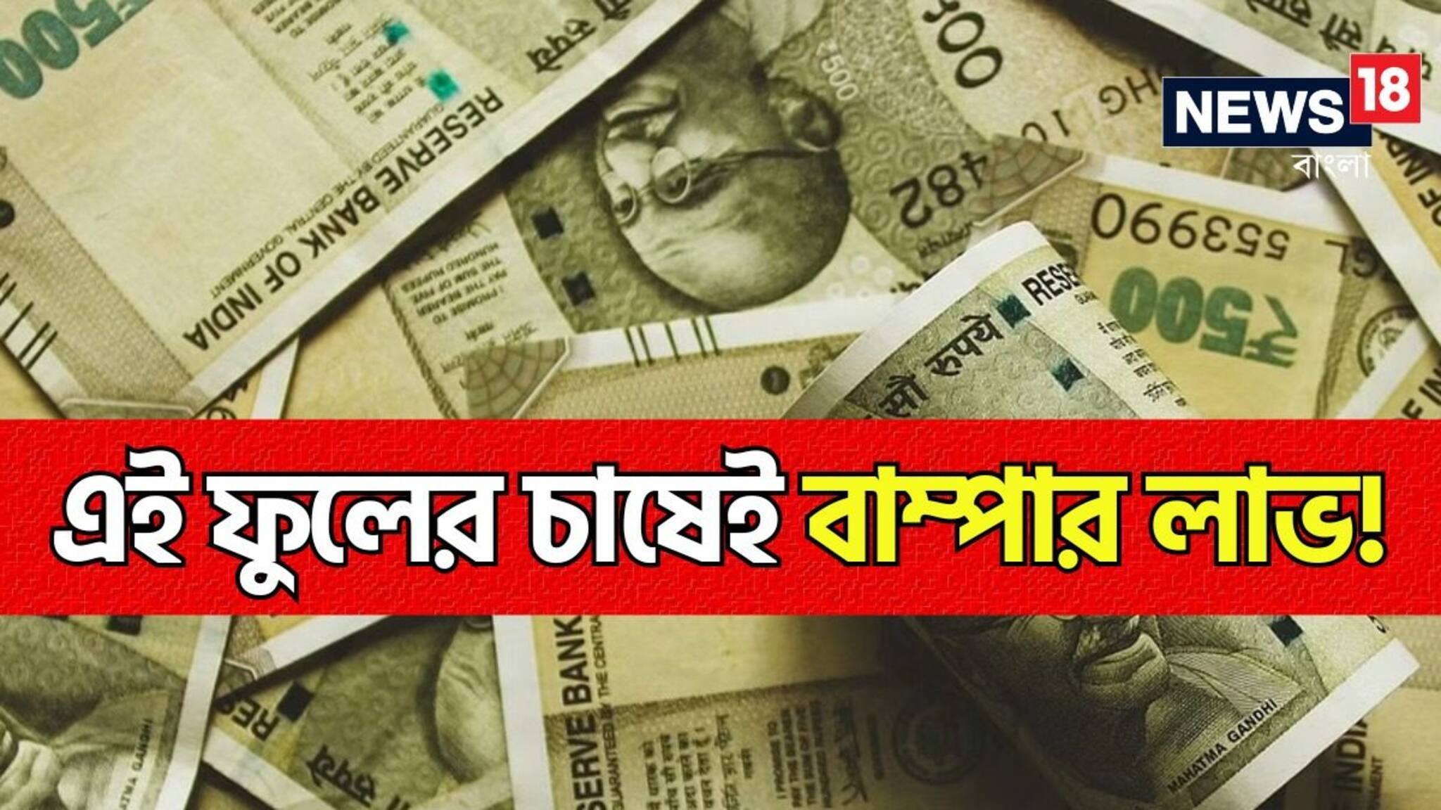 টাকার ফোয়ারা ছুটছে..! এই ফুলের চাষে বাম্পার লাভ! রাতারাতি মালামাল হচ্ছেন কৃষকরা!