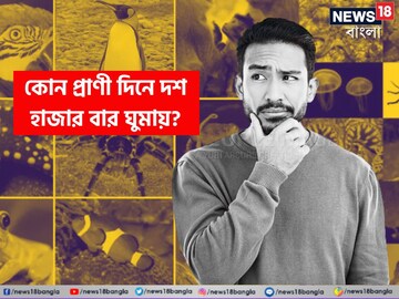 এত ঘুম আসে কোথা থেকে? সারাদিনে ১০ হাজার বার ঘুমায় এই প্রাণীটি! বলুন তো কে?