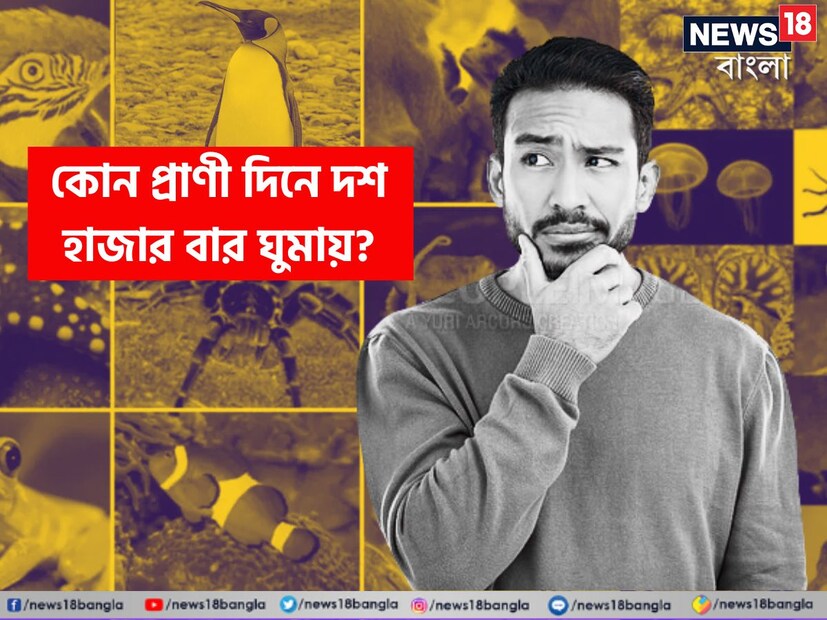আপনি একদিনে কতবার ঘুমান? নিশ্চয়ই এক বা খুব বেশি হলে দু'বার? তবে পৃথিবীতে একটি প্রাণী রয়েছে যে সারাদিনে ১০ হাজার বার ঘুমায়। এবং প্রতিবারই মাত্র ৪ সেকেন্ড করে। বলুন তো এটি কোন প্রাণী? নামটা শুনলে কিন্তু চমকে উঠবেন। 