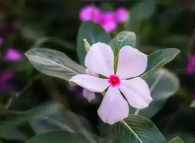 নয়নতারার ফুল, মূল ও পাতা জলে সিদ্ধ করে নিয়ে জলটুকু ছেঁকে তা ফুটিয়ে আধ কাপ করে এবার সেই জল অর্ধেক ভাগ করে সকাল-বিকাল টানা ১ মাস পান করলে স্মরণশক্তি বৃদ্ধি পায়।