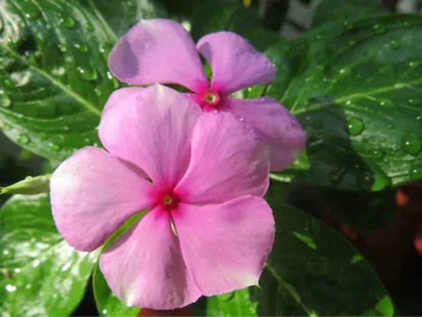 এই গাছের ফুল শুকনো অবস্থায় একটি কাপে সারারাত ভিজিয়ে রাখুন। তারপর সকালে সেই জল ছেঁকে ফুটিয়ে অর্ধেক করে নিয়ে আপনি খেতে পারেন। এতে বশে থাকে ডায়াবেটিস।