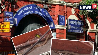 কেএমসি-তে সাপের আতঙ্ক কেএমসি-তে সাপের আতঙ্ক