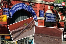 কলকাতা পুরসভার 'আতঙ্ক' গেল কোথায়! খুঁজে পেল না বনকর্মীরা, কী সাপ? শিউরে উঠবেন