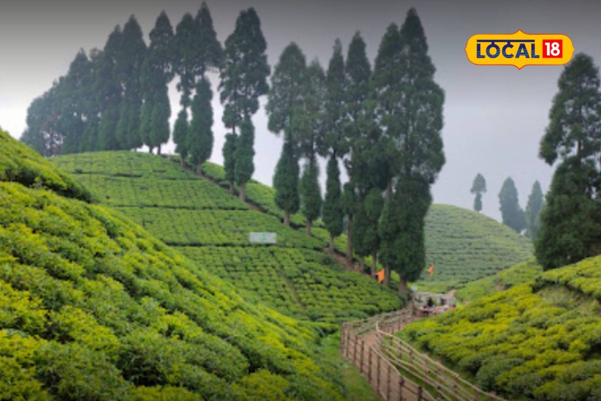 পাহাড়ের ধাপে সবুজ চায়ের গালিচা, মাঝে আপনার ছোট্ট ঘর! ছুটিতে ঘুরে আসুন মকাইবাড়ি