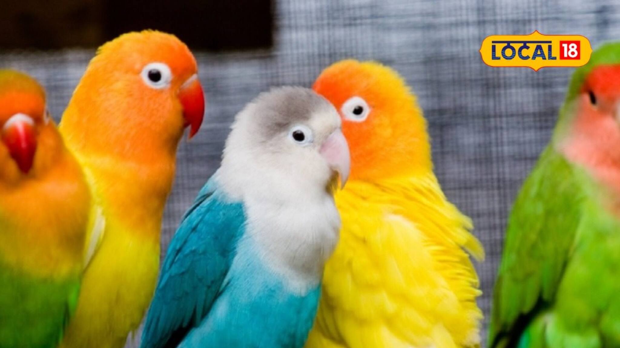 মর্মান্তিক! উদ্ধার করে এনেছিল বন দফতর! সেখানেই মৃত্যু একাধিক পাখির, কেন?