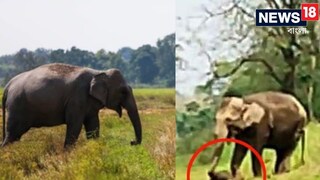 শাবককে শুঁড়ে তুলে বাঁচানোর চেষ্টা মা হাতির