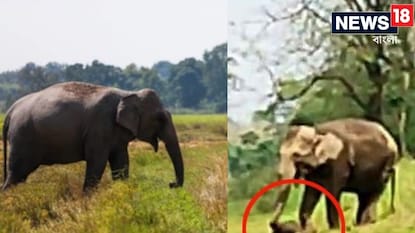 শাবককে শুঁড়ে তুলে বাঁচানোর চেষ্টা মা হাতির শাবককে শুঁড়ে তুলে বাঁচানোর চেষ্টা মা হাতির