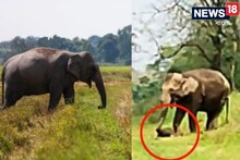 মৃত্যু শাবকের, শুঁড়ে তুলে বাঁচানোর চেষ্টা! চা বাগানে মা হাতির হাহাকার কাঁদাবে
