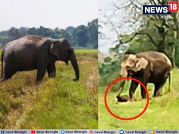 শাবককে শুঁড়ে তুলে বাঁচানোর চেষ্টা মা হাতির
