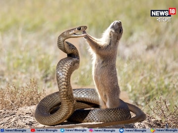 সাপের ছোবল খেয়েও কেন সহজে মরে না বেজি? কাজ করে না কোবরার বিষও, জানুন কারণ সাপের ছোবল খেয়েও কেন সহজে মরে না বেজি? কাজ করে না কোবরার বিষও, জানুন কারণ