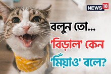বিড়াল কেন 'মিঁয়াও' বলে বলুন তো..? 'মানে' কী এই শব্দের? চমকে যাবেন উত্তর শুনলে!
