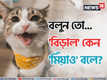 বিড়াল কেন 'মিঁয়াও' বলে বলুন তো..? 'মানে' কী এই শব্দের? চমকে যাবেন উত্তর শুনলে! বিড়াল কেন 'মিঁয়াও' বলে বলুন তো..? 'মানে' কী এই শব্দের? চমকে যাবেন উত্তর শুনলে!