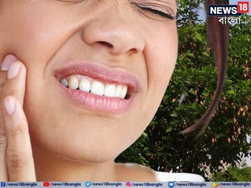 দাঁতের ব্যথা 'ক্লিন বোল্ড'! ক্যাভিটি,পাইওরিয়ার যম! ব্যবহার করুন এই 'টুথপিক'