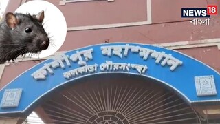 কাশীপুর মহাশ্মশানে ইঁদুরের তাণ্ডব৷
