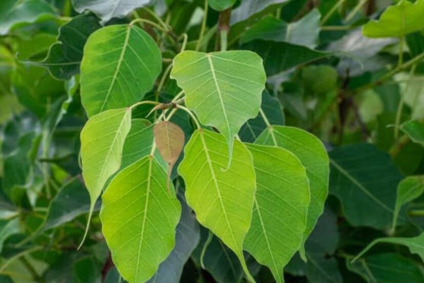 অশ্বত্থ পাতা: সনাতন ধর্মের বিশ্বাস অনুসারে, অশ্বত্থ পাতায় ভগবান বিরাজ করেন। এই কারণেই মানুষ এতে জল ঢেলে পূজা করে। কথিত আছে একটি অশ্বত্থ পাতা নিয়ে গঙ্গাজল দিয়ে শুদ্ধ করে পার্সে রাখলে আর্থিক অবস্থার উন্নতি হয়। এছাড়াও একজন দেব-দেবীর আশীর্বাদ লাভ করেন।