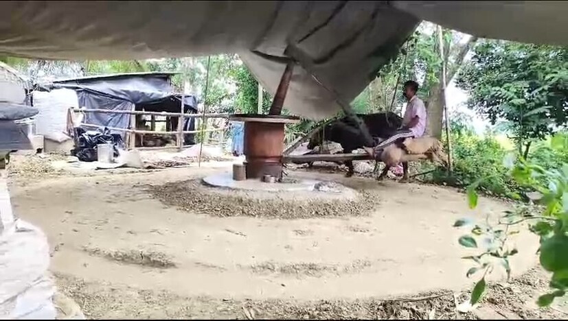 ভোলানাথ প্রামাণিক প্রতিদিন বলদের সাহায্যে ৫ থেকে ৬ লিটার সরষের তেল এভাবেই তৈরি করেন।