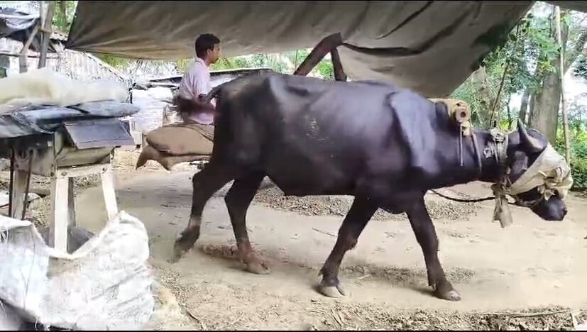 এখনও তিনি বলদের সাহায্যেই নিম ও বাবলা কাঠের তৈরি ঘানি দিয়ে খাঁটি সরষের তেল উৎপাদন করছেন। যা আজকের দিনে সেভাবে আর দেখা যায় না। 
