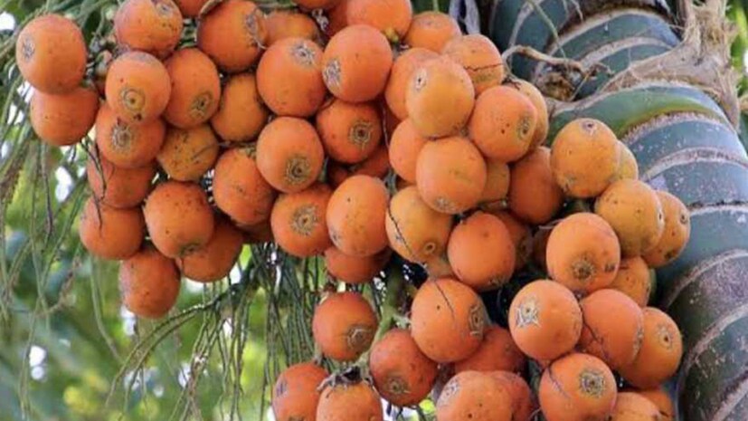 ব্রিটিশ শাসনকালে ইস্ট ইন্ডিয়া কোম্পানির সুপারির একচেটিয়া ব্যবসা ছিল বাংলায়। সুপারি গাছ এক ধরনের পামজাতীয় উদ্ভিদ, এর বৈজ্ঞানিক নাম এরিকাক্যাটাচু। এটি প্রধানত গ্রীষ্মমণ্ডলীয় প্রশান্ত মহাসাগর, এশিয়া ও পূর্ব আফ্রিকার কিছু অঞ্চল কিংবা ফিলিপাইনে উৎপত্তি বলে মনে করা হয়। তবে অনেক দেশেই এর চাষাবাদ হয় এবং মালয়েশিয়া, ইন্দোনেশিয়া, নিউগিনি, লাওস, মায়ানমার, থাইল্যান্ড, ভিয়েতনাম, ভারত, নেপাল, বাংলাদেশ, মালদ্বীপ, শ্রীলঙ্কা, প্রশান্ত মহাসাগরীয় দ্বীপপুঞ্জ-সহ বিভিন্ন দেশে প্রাকৃতিকভাবেই জন্মায়।