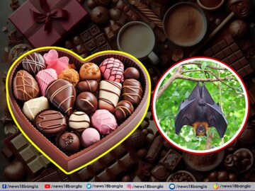 চকলেট খুব প্রিয়? জানেন কি, বাদুড় না থাকলে কেউ চকলেটই খেতে পারত না!